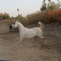 Fattrice Purosangue Araba