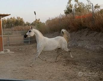 Fattrice Purosangue Araba