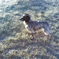 Setter inglese femmina