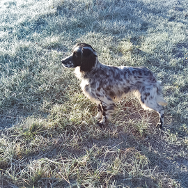 Setter inglese femmina