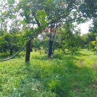 Terreno - Santa Venerina