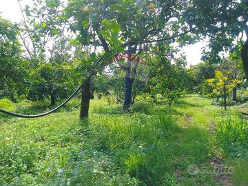 Terreno - Santa Venerina