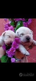 Cuccioli di labrador