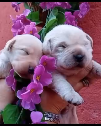 Cuccioli di labrador
