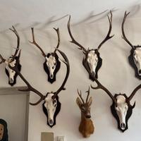 Trofei di Caccia