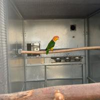 Caicco testa gialla, M, 2017