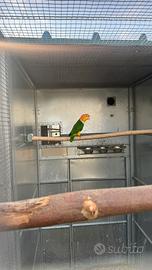 Caicco testa gialla, M, 2017