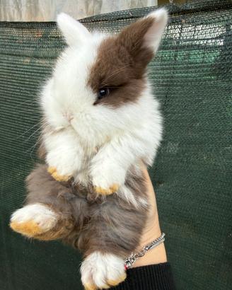 Ariete mini lop