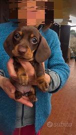 Bassotti pelo corto cioccolato Pedigree enci