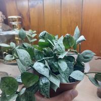 Pianta da interno Hoya krohniana 'Eskimo'