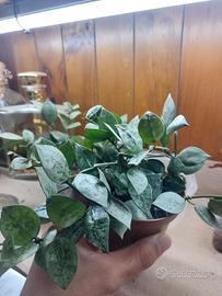 Pianta da interno Hoya krohniana 'Eskimo'