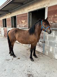 Cavalla 3 anni Spagnolo/Haflinger da sella