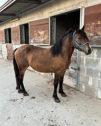 Cavalla 3 anni Spagnolo/Haflinger da sella