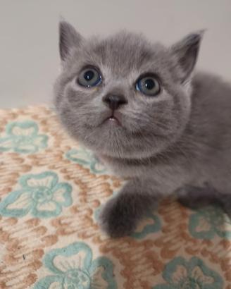 Nuovi gattini British shortair