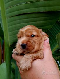 Cocker spaniel inglese fulvi