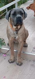 Stallone di cane corso