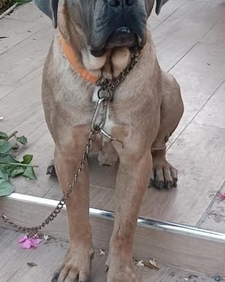Stallone di cane corso