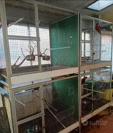 Voliere cubo / gabbie a cubo