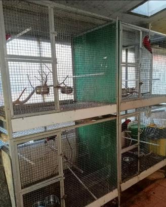 Voliere cubo / gabbie a cubo