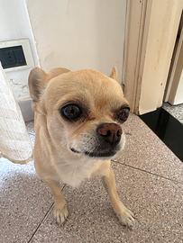 Cane chihuahua