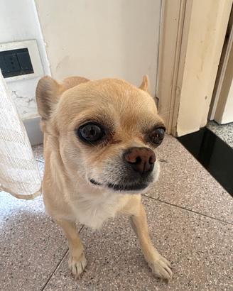 Cane chihuahua