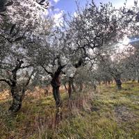 TER. AGRICOLO A FINALE LIGURE