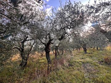 TER. AGRICOLO A FINALE LIGURE