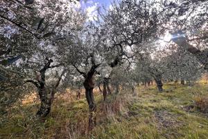 TER. AGRICOLO A FINALE LIGURE