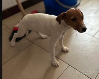 Femmina di jack russell