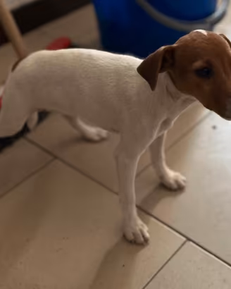 Femmina di jack russell
