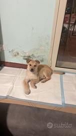 Splendida cucciola 4 mesi - futura taglia grande