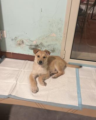 Splendida cucciola 4 mesi - futura taglia grande