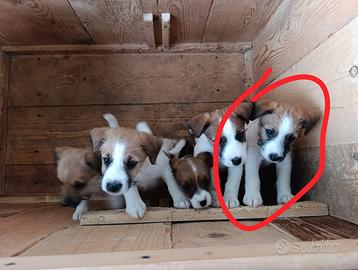 Cucciolo maschio Jack Russell Terrier