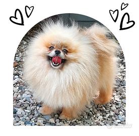 Cuccioli di Spitz nano di Pomerania con pedigree