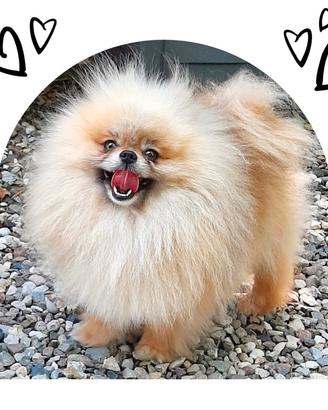 Cuccioli di Spitz nano di Pomerania con pedigree