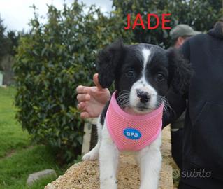 Cuccioli mix springer spaniel