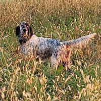 Cuccioloni di setter aviati
