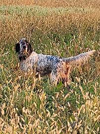 Cuccioloni di setter aviati