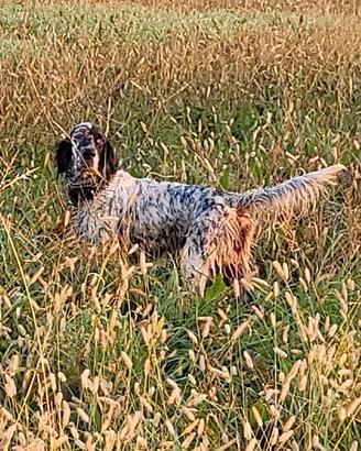 Cuccioloni di setter aviati