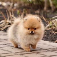 Pomerania - Volpino Spitz di pomerania