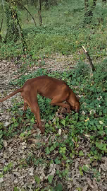 Cane da tartufi