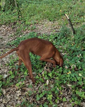Cane da tartufi