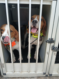 Segugi beagle da cinghiali