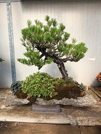 Pino nero bonsai