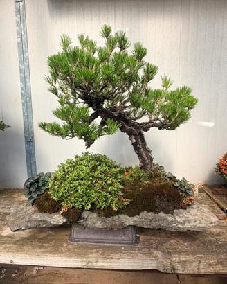 Pino nero bonsai