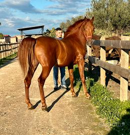 Cavalli doppio pony maschio