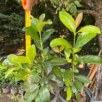 siepi piante da siepe viburno lucido (lauroceraso)