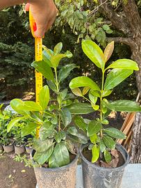 siepi piante da siepe viburno lucido (lauroceraso)