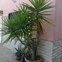 Piante yucca BARI PUGLIA