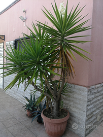 Piante yucca BARI PUGLIA